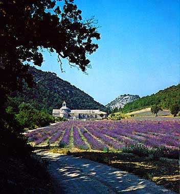 senanque3.jpg